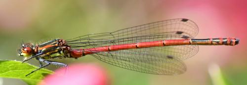 Pyrrhosoma nymphula